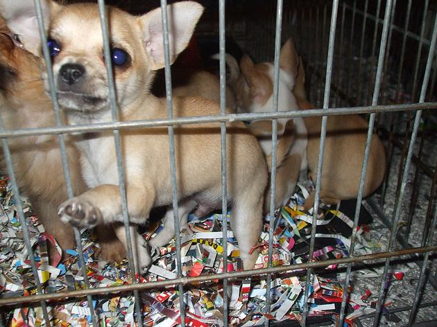 Traffico di cuccioli, a Rimini 3 denunce e 11 cagnolini salvati