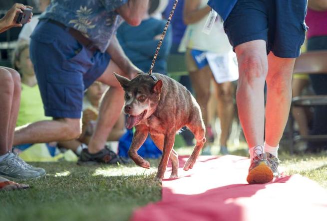 Quasi Modo è il cane più brutto del mondo 2015