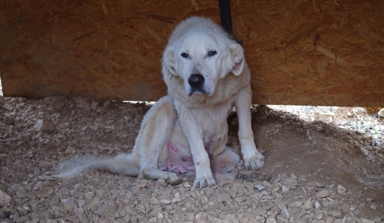 Trani, il Dog’s Hostel non è idoneo. E San Ferdinando vuol rimettere i cani in strada