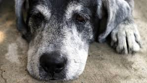 Danilo Mainardi elogia la vecchiaia del cane