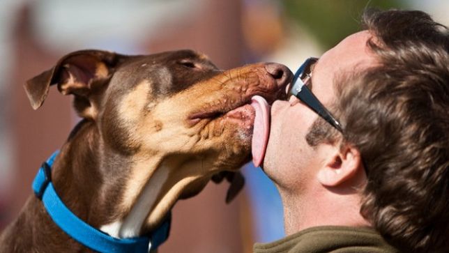 Allarme baci! I veterinari americani avvertono: “Nella saliva dei cani batteri che l’uomo non sa combattere”