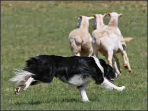 sheepdog