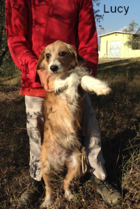 Lucy è tra gli ospiti del canile di Cinigiano