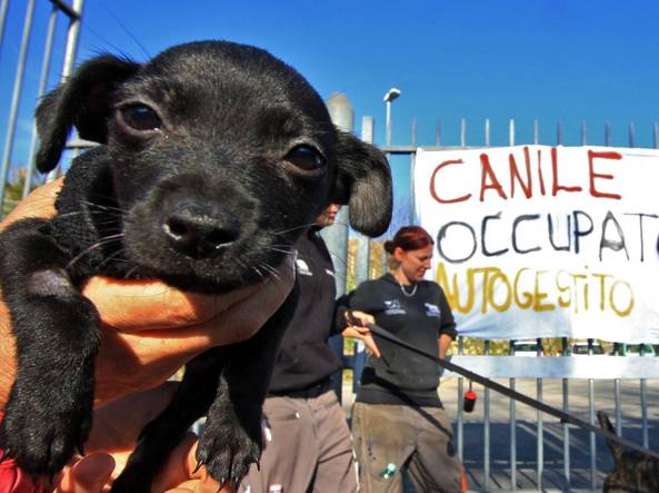 Canili di Roma ancora al centro della protesta. Stamani sit-in dei lavoratori. Feder FIDA: “Finanziamenti comunali direttamente nelle ciotole dei cani. Le Associazioni facciano volontariato”