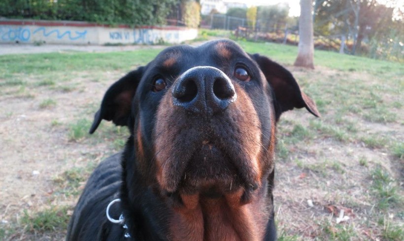 Sfugge al guinzaglio, rottweiler semina il panico per le vie di Roma