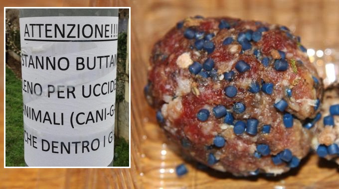 Polpette killer nei giardini privati: trema la Versilia