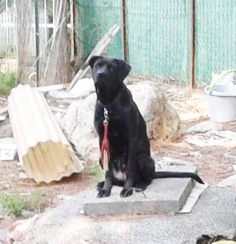 Cane per mesi solo con poco cibo e acqua, aiutato dai vicini. Proprietario denunciato a Loano