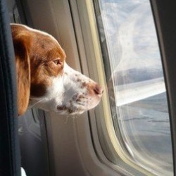 E’ ufficiale: cani in aereo in cabina coi proprietari. Enac ha varato la delibera