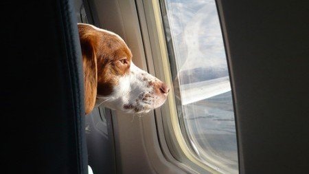 Ammettere i cani in cabina dell’aereo con i loro padroni: QualaZampa firma la petizione