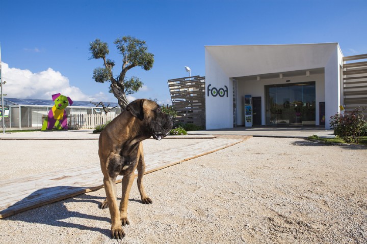 Foof! A Mondragone c’è il primo museo del cane