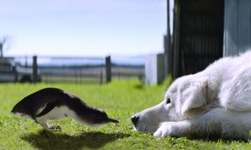 Giornata mondiale dei pinguini: la storia del cane Oddball che li salvò