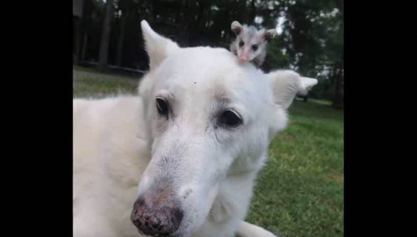 Opossum orfanello adottato dal cane pastore. Sono inseparabili