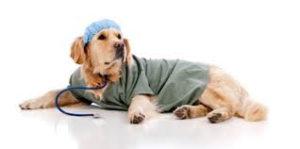 Momenti informativi sulla pet therapy