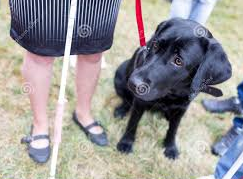 Il suo labrador è troppo grosso, non vedente lasciata a piedi