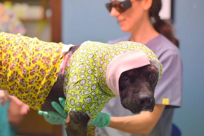 Perdono il loro cane nell’incendio di casa e lo ritrovano un mese dopo, salvo, in tv