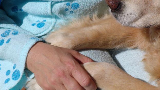 Pet therapy al via per gli operatori dell’Hospice di Arezzo. Cane antistress per chi lavora coi malati gravi