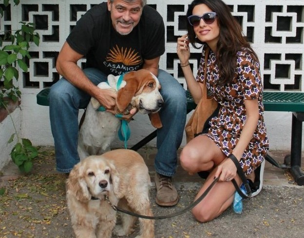 Randagina basset adottata al canile da Clooney e Amal