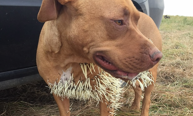 Canada, tre cani salvi dopo l’incontro ravvicinato col porcospino. Li aiuta il crowfunding