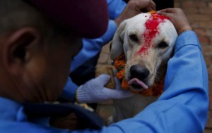 Il cane poliziotto adornato con la ghirlanda e la polvere rossa si lecca i baffi dopo un biscottino