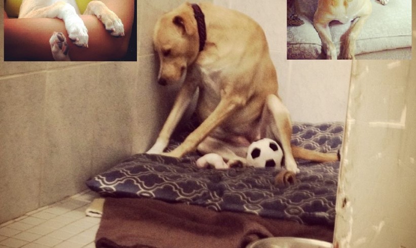 Lana, il cane più triste del mondo, ha una nuova casa. Ed è felice