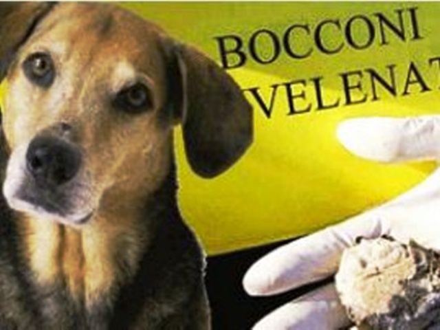 A Montalcino allarme bocconi avvelenati: tre i cani da caccia morti, uno ricoverato