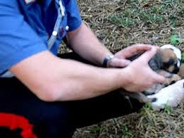 Buttano un cucciolo nella campana del vetro riducendolo in fin di vita. Lo salvano i Carabineri