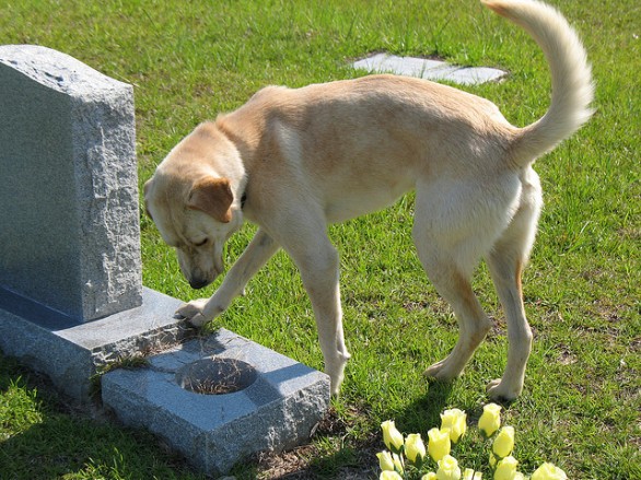A Genova da oggi sì ai cani nei cimiteri una volta al mese