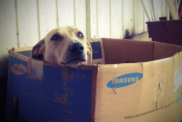 Perchè il mio cane non va nella sua cuccia?