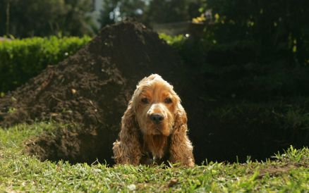 Perché i cani scavano le buche?