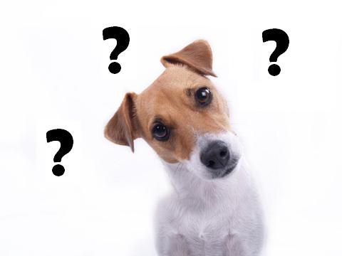 Perché i cani (ci) leccano?
