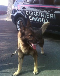 Il cane antidroga 'fiorentino' Goran