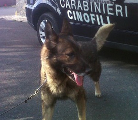 Detective Goran, cane antidroga. Un eroe tra i carabinieri di Firenze