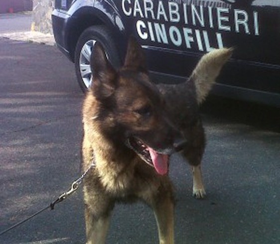 Buttano 42 ovuli di cocaina nel wc: beccati dal cane Goran, sono in manette