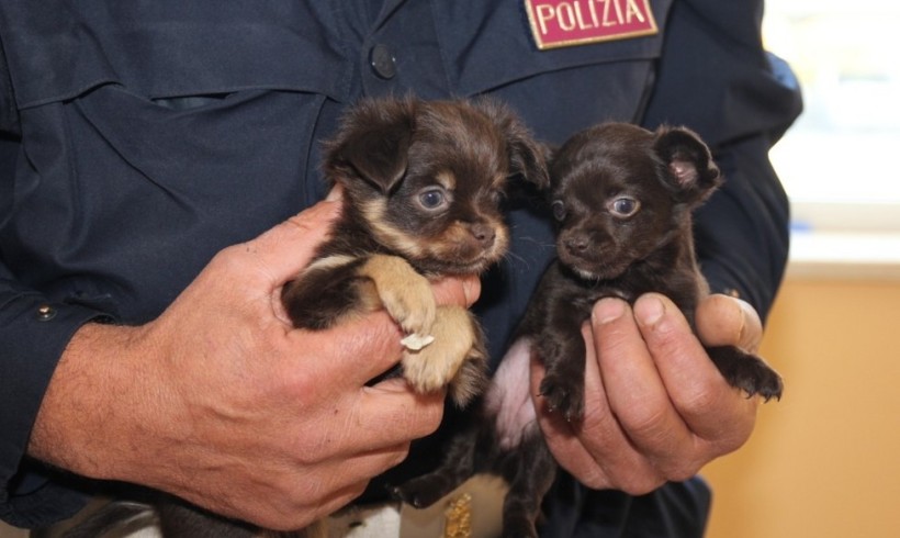 Udine, beccati con 49 cuccioli in auto dalla Slovacchia. Sequestro e denuncia