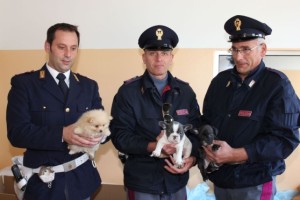 Gli agenti con alcuni dei cuccioli sequestrati l'altro giorno a Udine