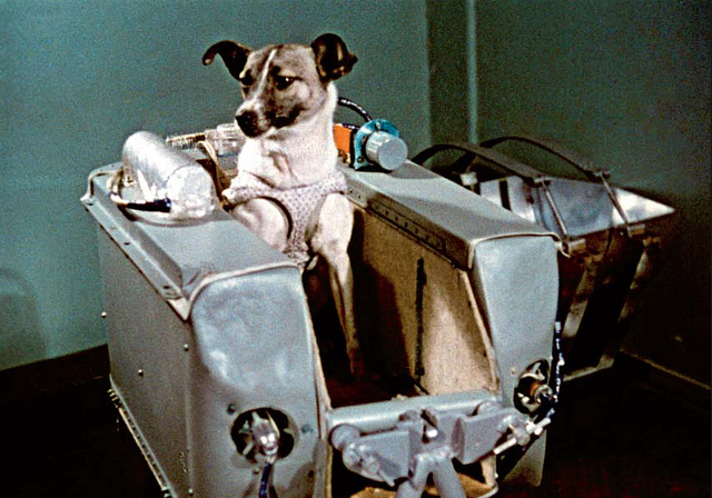 Oggi, nel 1957, la cagnolina Laika moriva sullo Sputnik