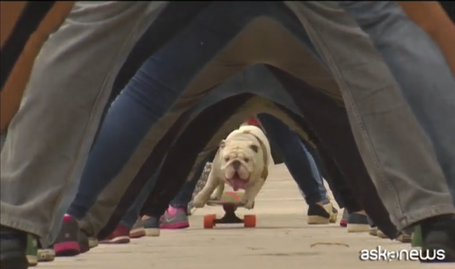 Bullodog da guinness: con lo skate sotto le gambe di 30 persone