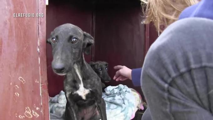 Cucciolo di galgo abbandonato guida la sorellina cieca. Adesso sono in salvo al Refugio di Madrid