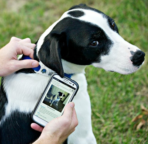 Arriva la medaglietta 2.0: tutti i dati di Fido si leggono via smartphone