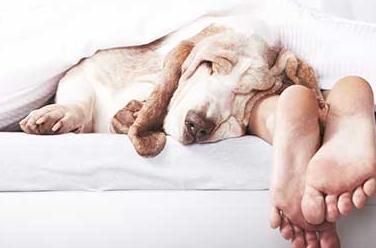 Col cane si dorme meglio: nuovo studio della Clinica del sonno del Minnesota