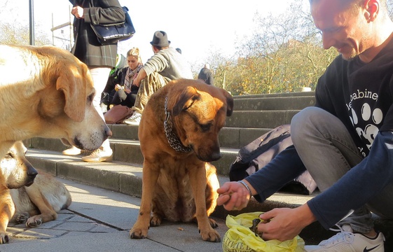 A Nantes un’associazione per cani ‘senza tetto’