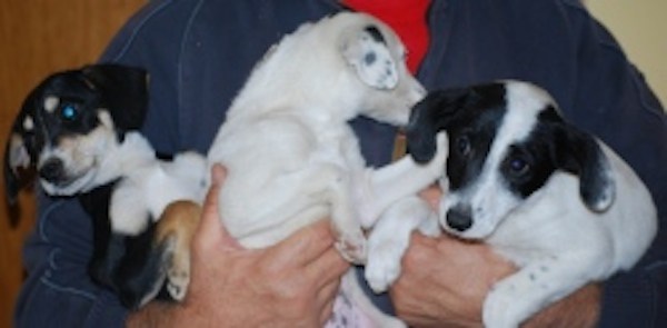 Nove cuccioli sottratti al commercio illegale: sequestrati e in salvo a Novara