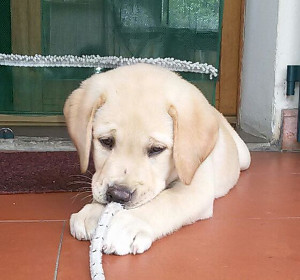 A Empoli cuccioli diventano cani guida con l’aiuto delle detenute