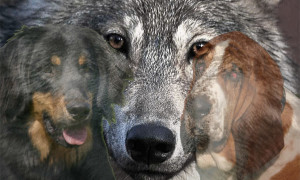 Dal lupo al cane domestico un viaggio lungo 33mila anni