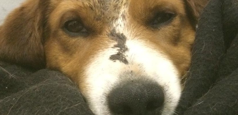 Ferito e buttato in un cassonetto, beagle salvato da un vigile