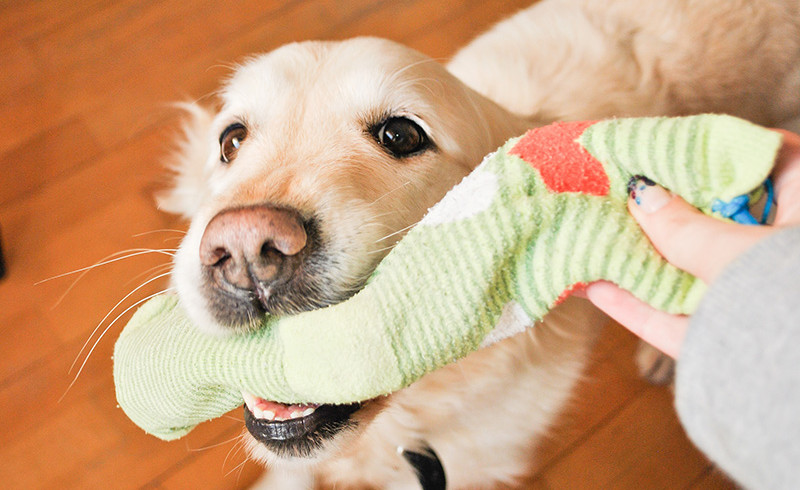 Perché i cani adorano rubare calzini e panni sporchi?