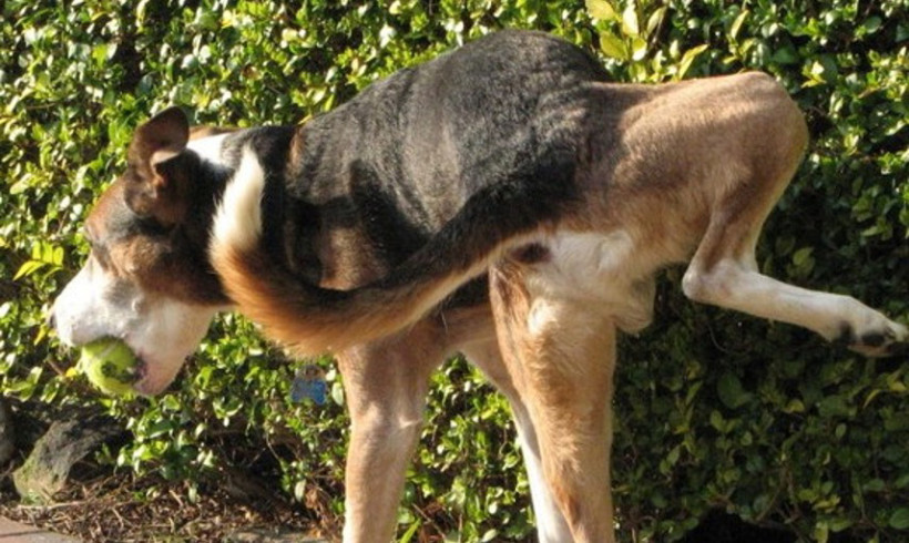 Multato per non aver raccolto la pipì del cane: a Torri del Benaco prime vittime dell’ordinanza del sindaco