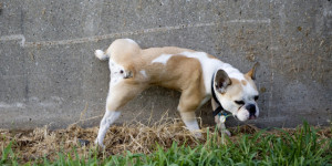 perchè il cane fa pipì con la zampa alzata