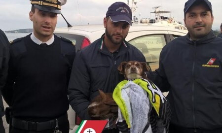 Cagnolino cade in mare nel porto di Olbia: lo salva la guardia costiera