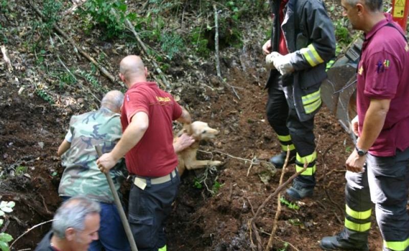 Inseguono l’istrice ma restano intrappolati nella tana. Due cani salvati nel Senese